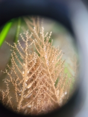 Abietinaria