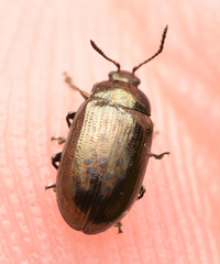 Phratora vitellinae
