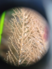 Abietinaria