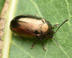 Phratora vitellinae