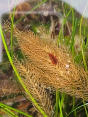 Abietinaria