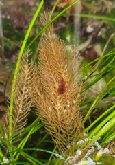 Abietinaria