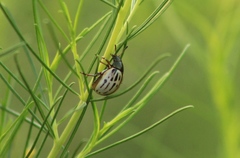 Leptinotarsa lineolata