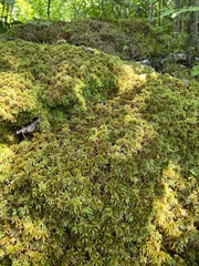 Sphagnum flavicomans