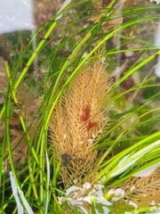 Abietinaria