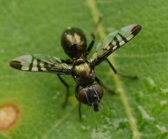 Rivellia syngenesiae