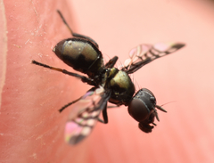 Rivellia syngenesiae