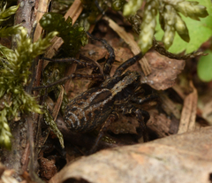 Alopecosa pulverulenta