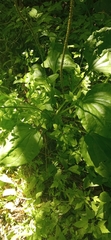Plantago major