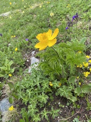 Pulsatilla aurea