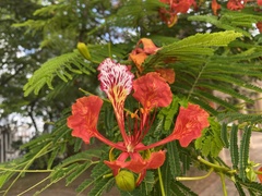 Delonix regia