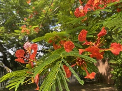 Delonix regia