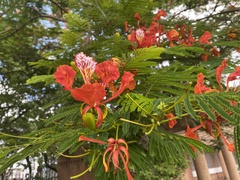 Delonix regia
