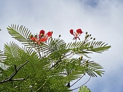 Delonix regia