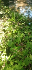 Artemisia vulgaris