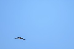 Accipiter bicolor