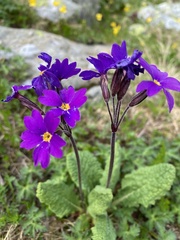 Primula amoena