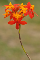 Epidendrum radicans