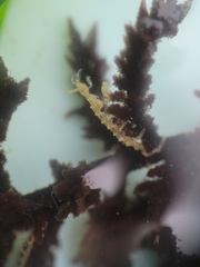 Caprella verrucosa