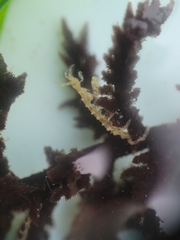 Caprella verrucosa