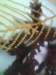 Caprella verrucosa