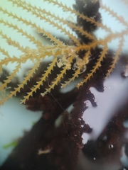 Caprella verrucosa