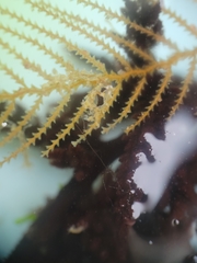 Caprella verrucosa