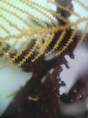 Caprella verrucosa