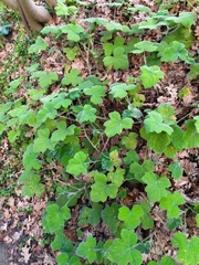 Pelargonium tomentosum