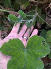 Pelargonium tomentosum