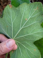 Pelargonium tomentosum