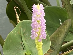 Pontederia sagittata