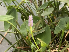 Pontederia sagittata