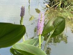 Pontederia sagittata