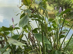 Pontederia sagittata