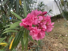 Nerium oleander
