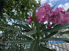 Nerium oleander