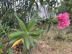 Nerium oleander