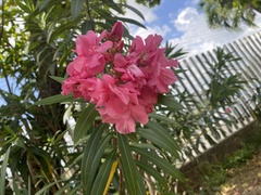 Nerium oleander