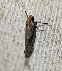 Acrolophus propinqua