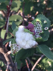 Blaesodiplosis canadensis