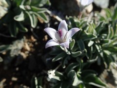 Campanula scabrella