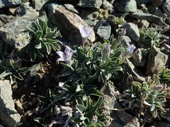Campanula scabrella