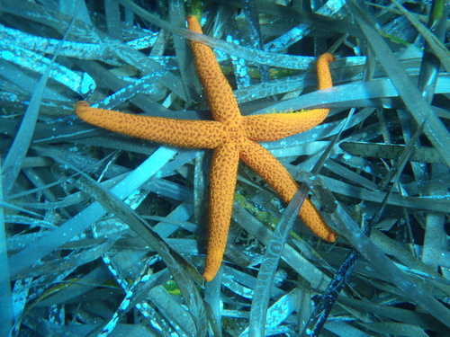 Mediterranean Red Sea Star, photo 2 of 9