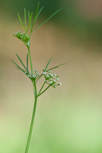 Cyclospermum leptophyllum image