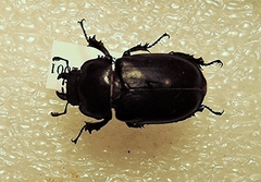 Lucanus mazama