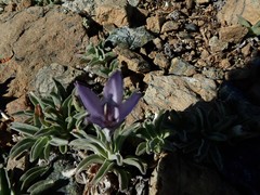 Campanula scabrella