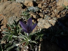 Campanula scabrella