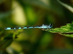 Coenagrion ornatum