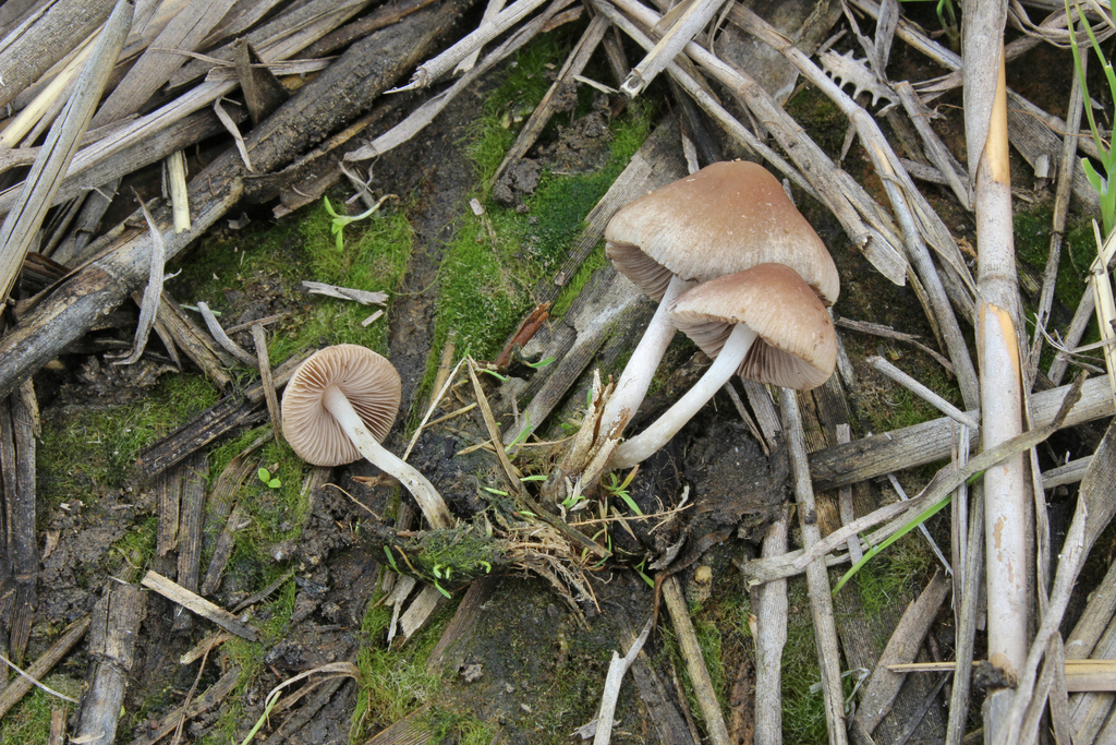 Candolleomyces halophilus